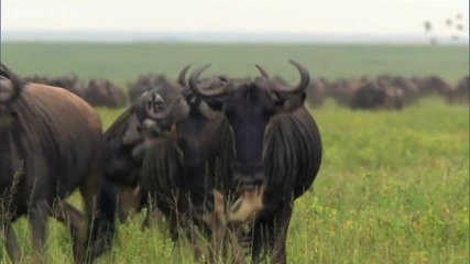 Bbc Wildebeast return to grassland plains - Natures Great Events The Great Migration 