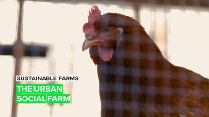 Sustainable Farms: When communities and urban farming come together