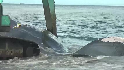 18-метров кашалот почина на плаж на остров Бали