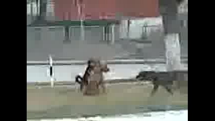 Kucheta se shtyat