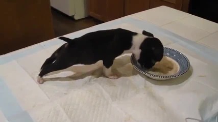Малко кученце губи равновесие докато се храни ..