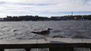 Чайката и стокхолмския вятър / The gull and the Stockholm's wind