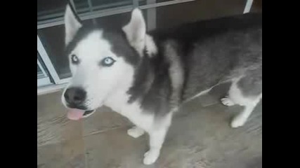 Siberian Husky Says Banana