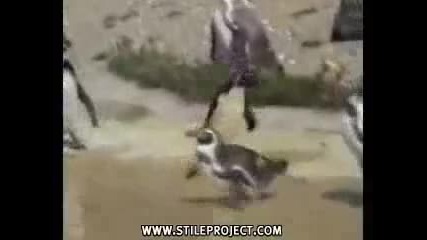 Ники Киров(пингвинчо) ^ ^