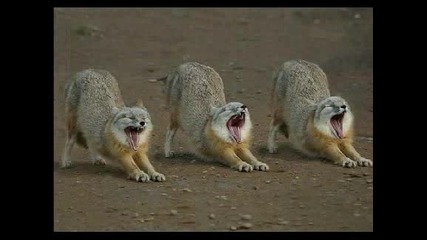 Amazing Animal Photos 