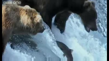 Bbc - Мечки гризли ловят риба по начин