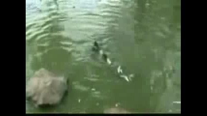 Изумително!!!! Костенурка Яде Голям Гълъб