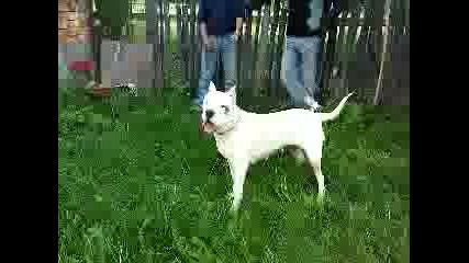 Dogo Argentino 