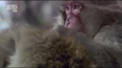 Маймунки на Спа , през зимата