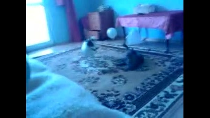 Видеоклип0017 