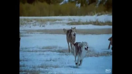 Dance of wolves