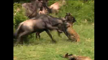 Foelusive Leopards Animal Planet 