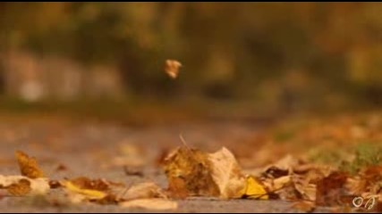 Autumn Landscapes ( Music- Beethoven - Silence )