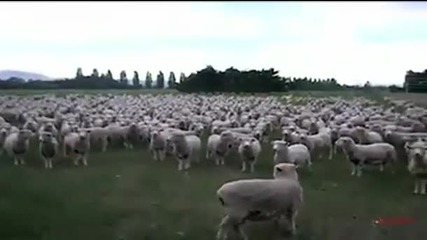 Овце се подготвят за изборите - Пародия Смях