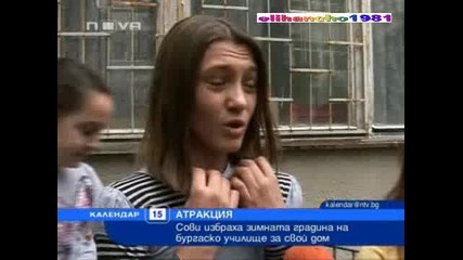Сови в Училище