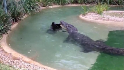 Крокодил срещу косачка за трева