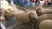 Протест с овце в Мадрид
