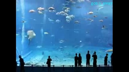 аквариум в Япония 
