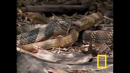 Cobra vs. Rat snake 