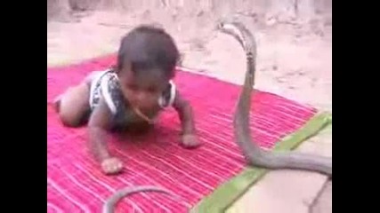 Дете си играе с кобра 