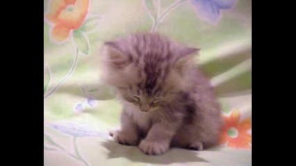 Sleepy Kitten