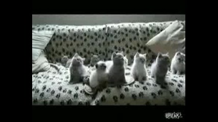 Слатки Котенца