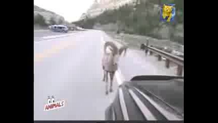Овен се бие с колите на пътя 