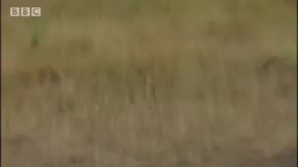 Bbc - Лъвът силно и мощно животно 
