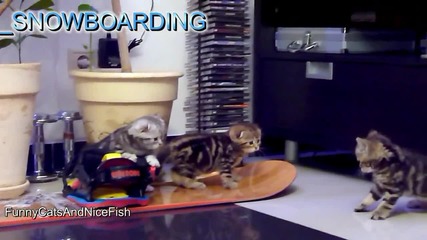Funny Cats Olympic Games