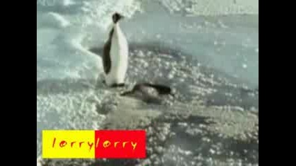 Пингвин спъва друг Пингвин