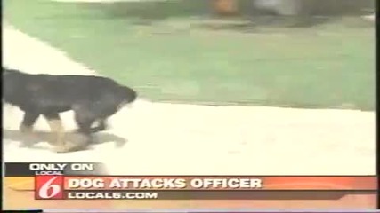 полицаи сваля куче с taser 
