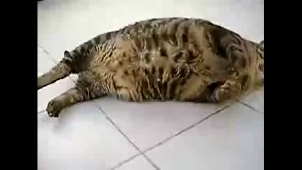 Най дебелата котка на света 