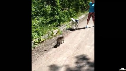 Агресивно котенце напада куче