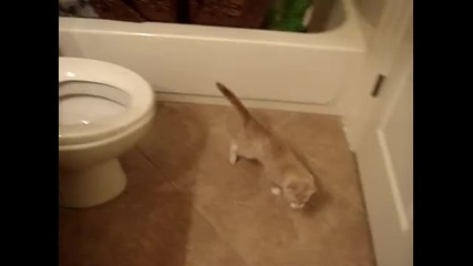 Котка пада в тоалетна !!!