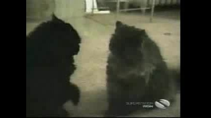 Crazy cat, compilation 