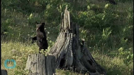 Bears Caught Fighting Over New Jersey Trash