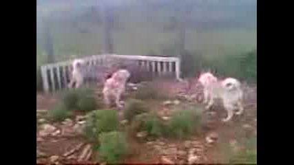 laika na trapera