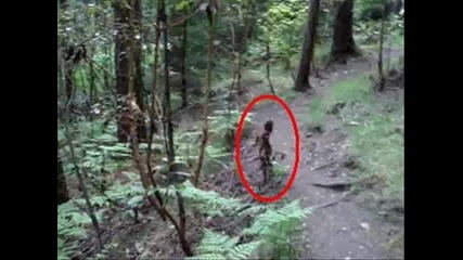 Странно същество се появява в гората