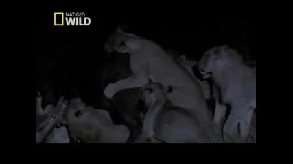 Nat Geo Wild - * Лъвове Нападат Бизон * 