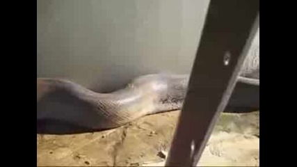 Най - дългата змия намерена мъртва
