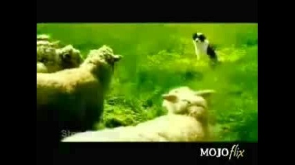 300 Пародия - Овце И Крави