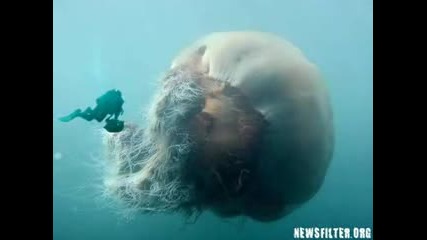Creatures Inconnues Et Mysterieuses