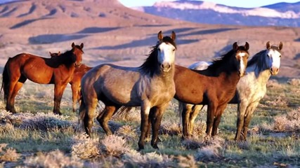 Wild Mustang- ricky King- Instr