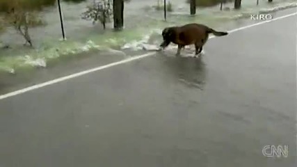 Куче хваща риба в преляла река