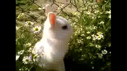 my rabbit