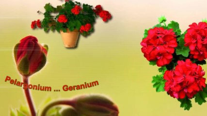 Pelargonium, Geranium ... (music accordion)