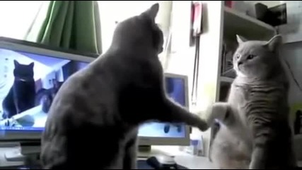 2 котки си играят