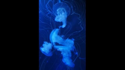 Indio (john Beltran) - Blue Fantasy