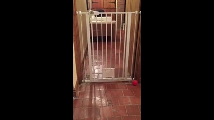 Куче Се Измъква От Клетка