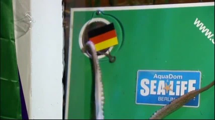 Октопод предвиди победа на Гана над Германия